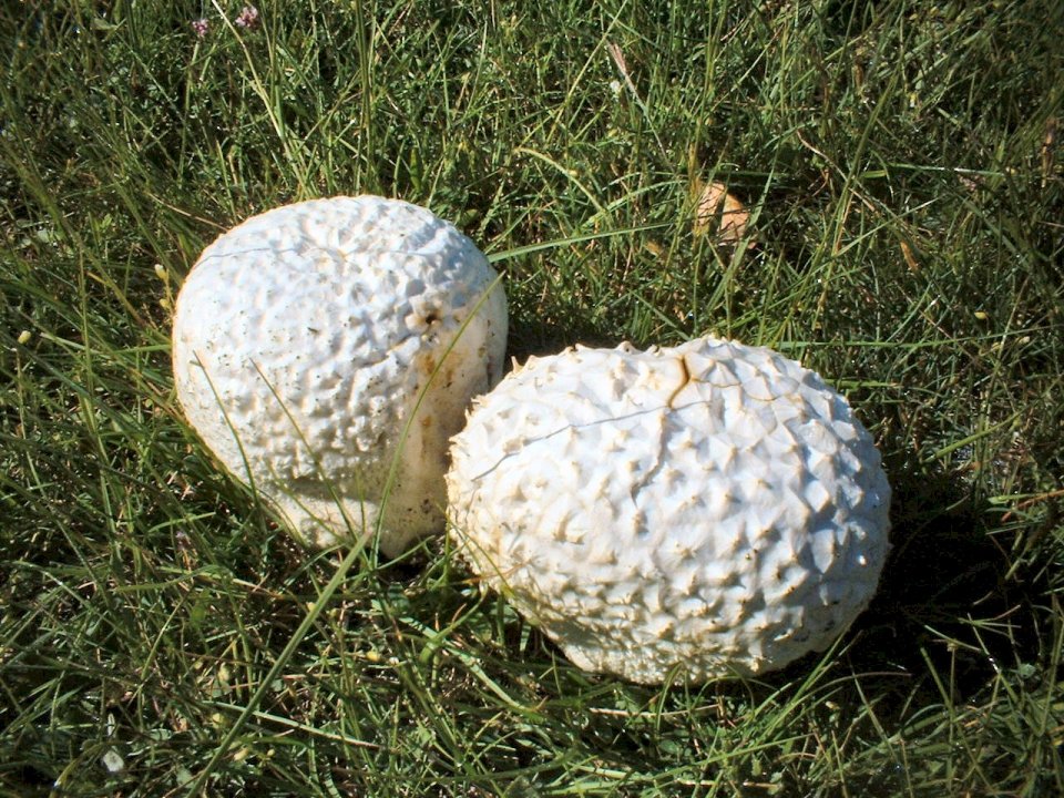 Calvatia utriformis